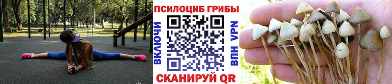 Купить закладки  Копейск  Галлюциногенные грибы Psilocybine cubensis 